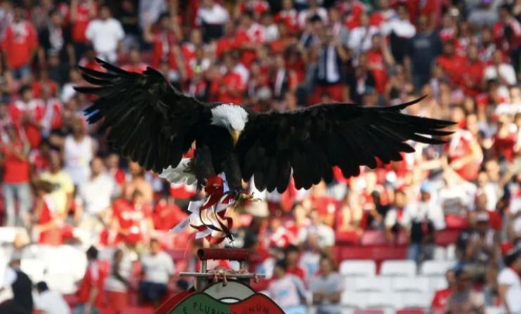 Aquila Benfica